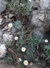 Erigeron exilis