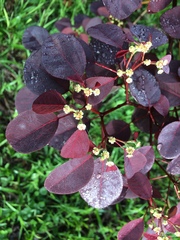 Euphorbia cotinifolia