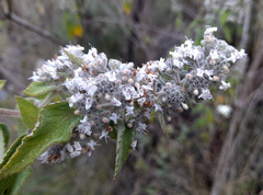 Hyptis oblongifolia