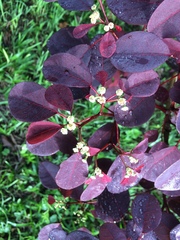 Euphorbia cotinifolia