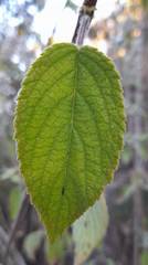 Hyptis oblongifolia