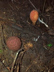 Corynaea