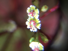 Euphorbia cotinifolia