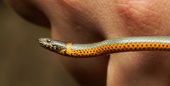 Ring-Necked Snake photo 4