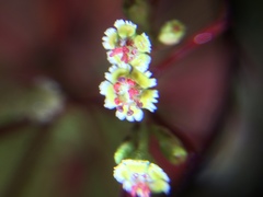 Euphorbia cotinifolia