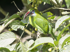 Aulacorhynchus sulcatus