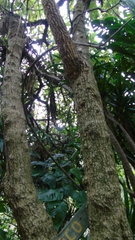 Iochroma arborescens