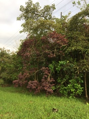 Euphorbia cotinifolia