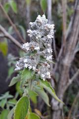 Hyptis oblongifolia