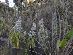 Hyptis oblongifolia