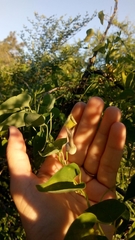 Aristolochia argentina