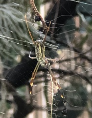 Trichonephila clavipes