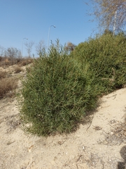 Phillyrea angustifolia