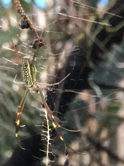 Trichonephila clavipes