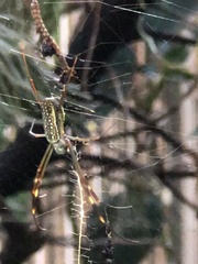 Trichonephila clavipes