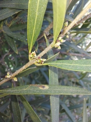 Phillyrea angustifolia