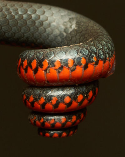 Ring-necked Snake, photo 6 of 10