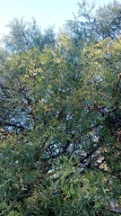 Schinopsis lorentzii