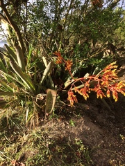 Bromeliaceae