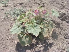 Proboscidea fragrans