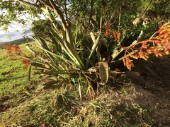 Bromeliaceae