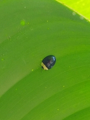 Imatidium thoracicum