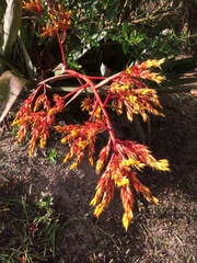 Bromeliaceae