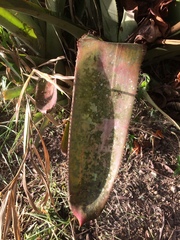 Bromeliaceae