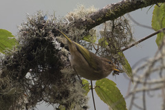 Phylloscopus umbrovirens