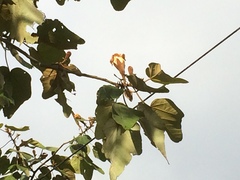 Ochroma pyramidale