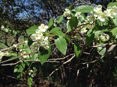 Crataegus rivularis