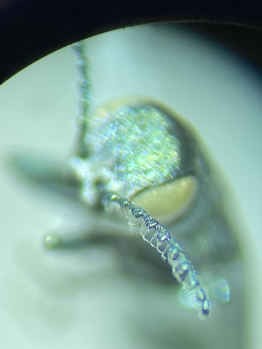Blue-headed Borer