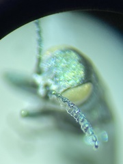 Agrilus crinicornis