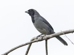 Schistochlamys melanopis