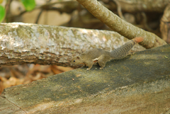 Callosciurus notatus