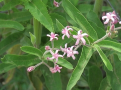 Oxypetalum solanoides