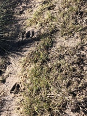 Boselaphus tragocamelus