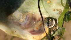 Lepidochitona cinerea