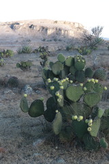 Opuntia huajuapensis
