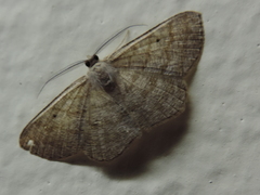 Geometridae