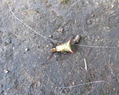 Micrathena rubicundula