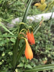 Stenomesson aurantiacum