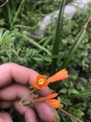 Stenomesson aurantiacum