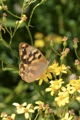 Heteronympha banksii