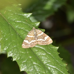 Chrysolarentia polycarpa