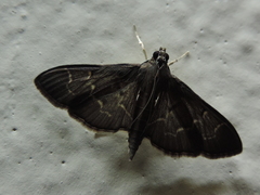Pilocrocis