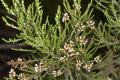 Ozothamnus cupressoides