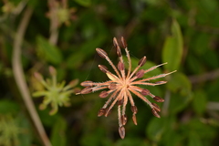 Chaerophyllum eriopodum