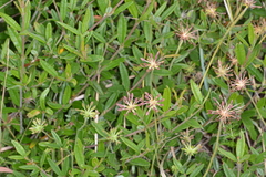 Chaerophyllum eriopodum