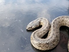 Macroprotodon brevis